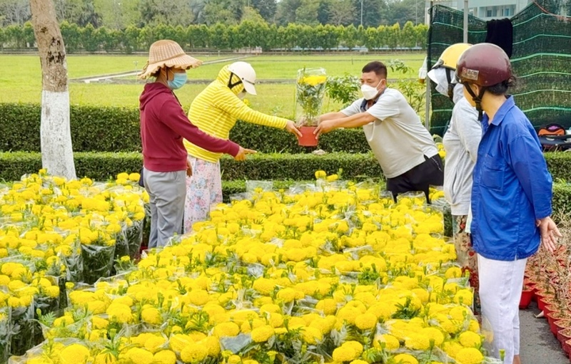 Người dân xuống vườn lựa chọn hoa.