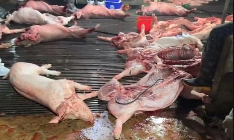 Từ đầu năm 2026 đến nay, các đối tượng đã tiêu thụ khoảng 3.600 con lợn mắc dịch bệnh (tương đương gần 300 tấn). Ảnh: Bộ Công an