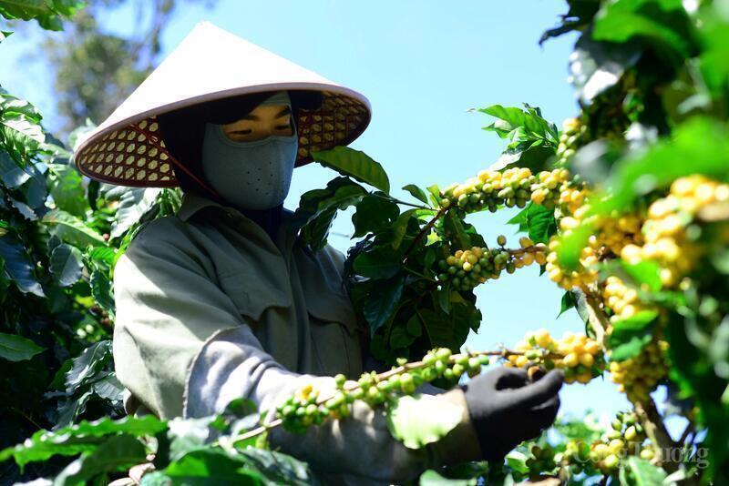 Thu hoạch cà phê tại Lâm Đồng