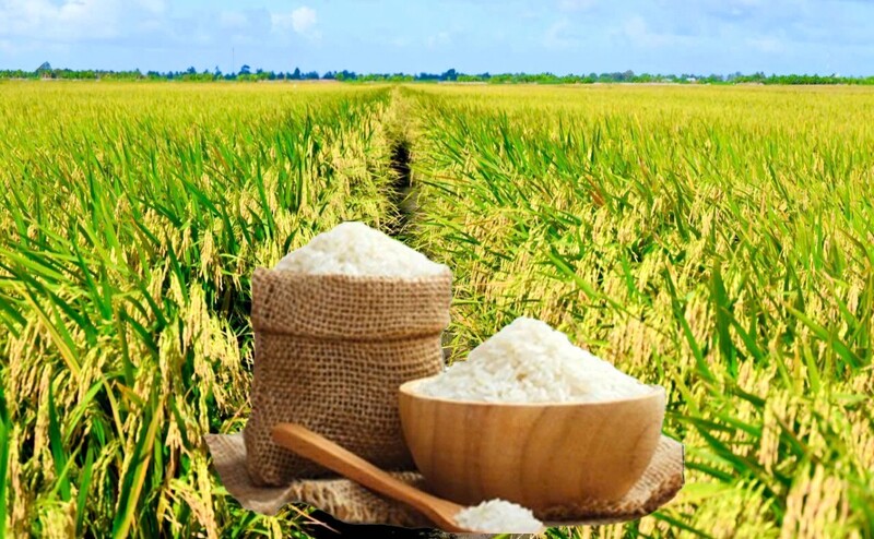 Giá lúa gạo hôm nay ngày 29/4/2026: Gạo thường giảm 1.000 đồng/kg. Ảnh: Thanh Minh.