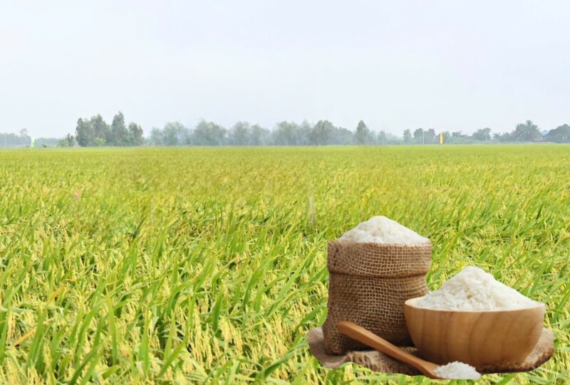 Giá lúa gạo hôm nay ngày 22/5: Gạo xuất khẩu tiếp đà tăng, lúa tươi vững giá. Ảnh: Thanh Minh.