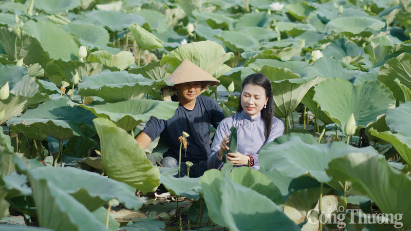 Người làm trà chèo thuyền ra giữa hồ từ sáng sớm để ướp sen