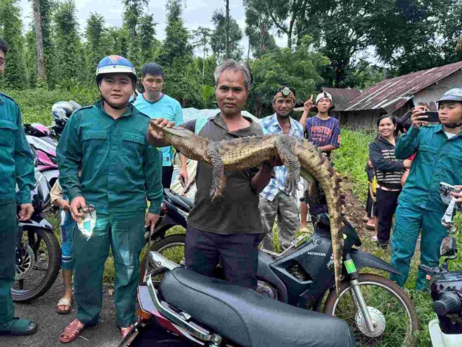 Bắt được cá sấu sau hơn nửa tháng truy tìm ở Đồng Nai