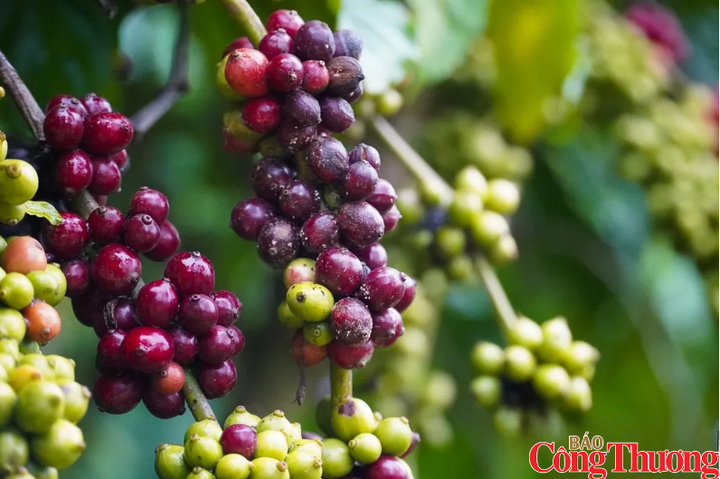 Giá cà phê Arabica và Robusta bật tăng hơn 5% trước sức ép nguồn cung.