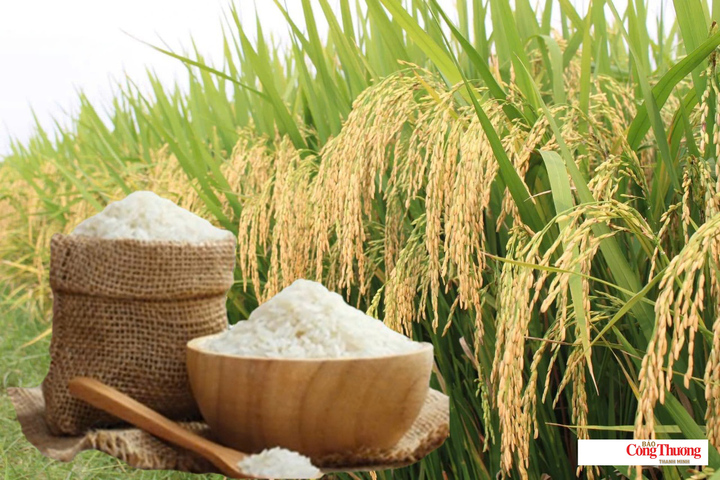 Giá lúa gạo hôm nay ngày 11/9/2026: Lúa tươi biến động trái chiều.