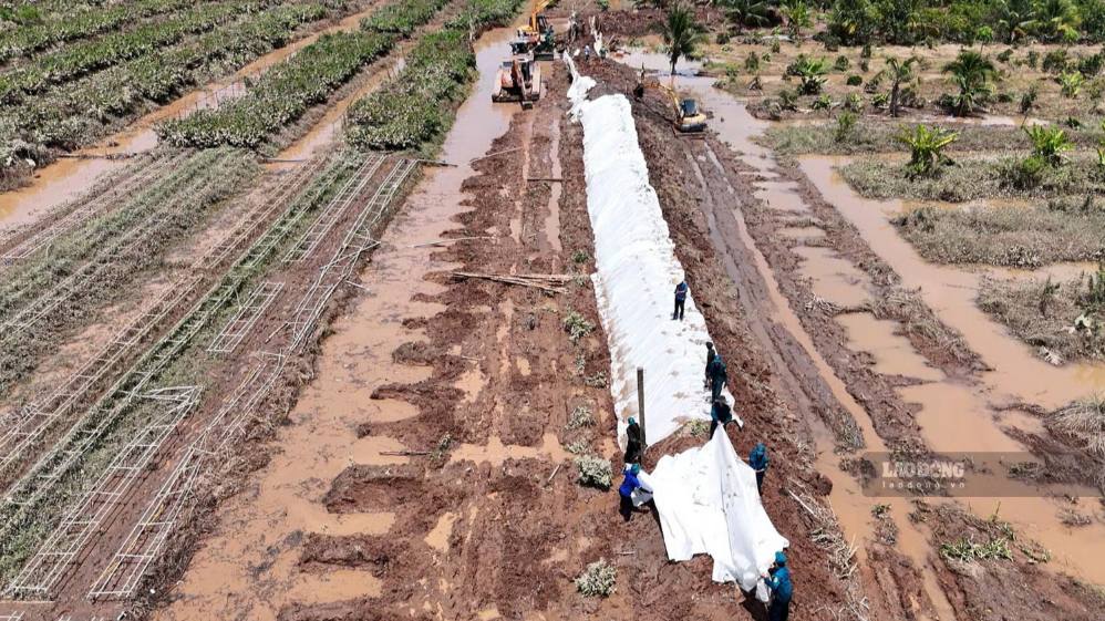 Tuyến đê bao dự phòng dài khoảng 300m đã được khẩn trương khắc phục, gia cố hoàn thành vào chiều 28.9. Ảnh chụp ngày 28.9.2026 tại cồn Cái Gà, xã Chợ Lách. Ảnh: Hoàng Lộc