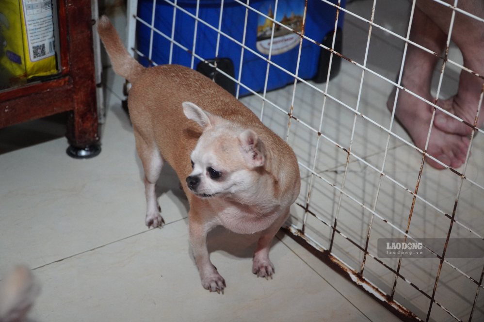 Sau khi đi lạc, chú chó chạy theo xe cứu hộ của trạm và được đưa về chăm sóc. Đến nay, đã gắn bó với nơi này khoảng 5 năm. Ảnh: Ngọc Ánh