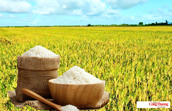 Giá lúa gạo hôm nay ngày 14/10/2026: Gạo thơm Jasmine tăng 500 đồng/kg.